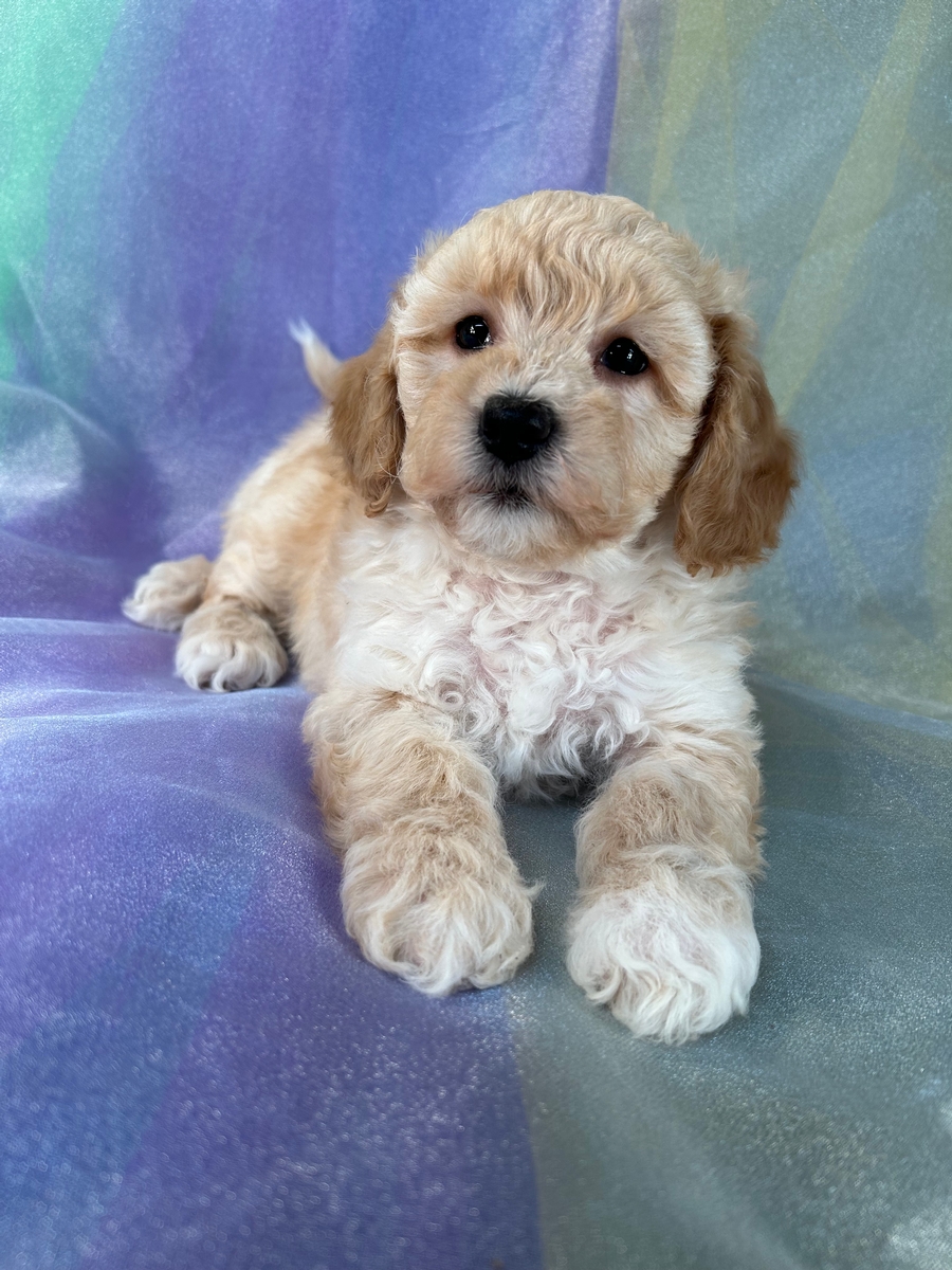 Female Bichon Poodle Puppy for Sale DOB 12-25-2022 $1200